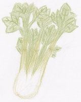 オランダミツバの育て方や特徴を紹介しています 野菜のきょうしつ